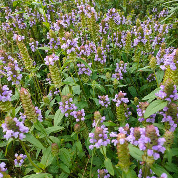Large-Flowered Selfheal (Mixed Colors), 200 Seeds