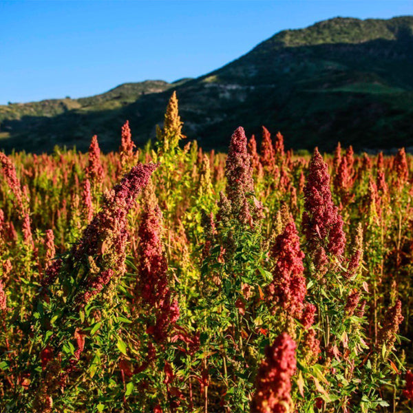 Tri-Color Quinoa Seeds, 30 Grams ≈ 11000 Seeds