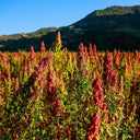 Tri-Color Quinoa Seeds, 30 Grams ≈ 11000 Seeds