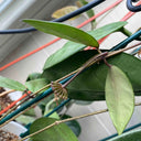 Hoya walliniana, 5 Cuttings