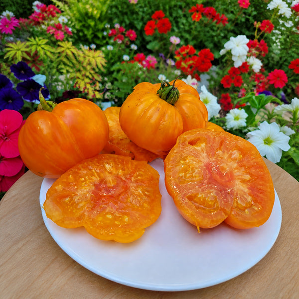 768 Dwarf Neem Variegated Tomato, 5 Seeds