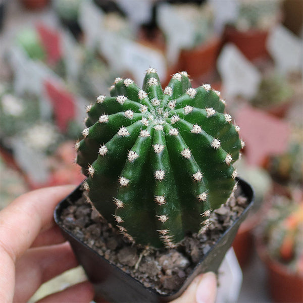 Echinopsis Hybrid 'Heijingang', 3-4cm