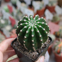 Echinopsis Hybrid 'Heijingang', 3-4cm
