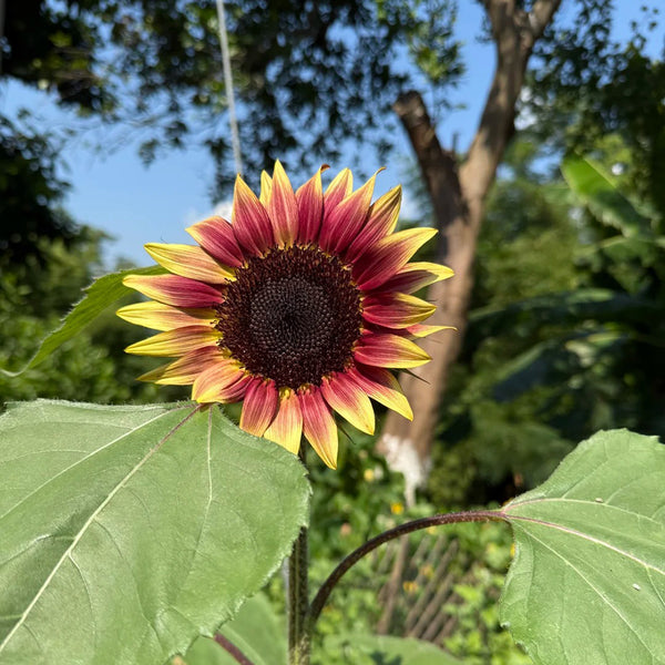HEL25 Sunflower, 100 Seeds
