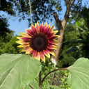 HEL25 Sunflower, 100 Seeds