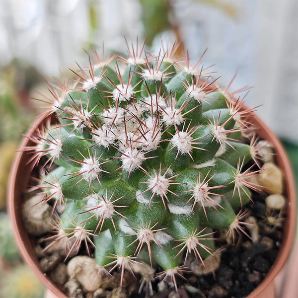 Mammillaria mammillaris 'Cangbaotian', 3-4cm