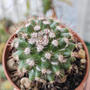 Mammillaria mammillaris 'Cangbaotian', 3-4cm