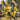 Large Flower Pure Yellow Wintersweet, 20 Seeds