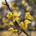 Large Flower Pure Yellow Wintersweet, 20 Seeds