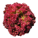 Purple Rosa Lettuce Seeds, 2g