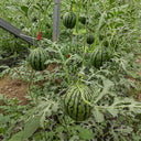 "Meihui 007" Watermelon Seeds, 200 Seeds