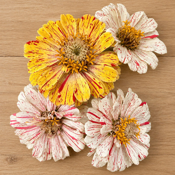 W1354 Peppermint Stick Zinnia Mix, 100 Seeds