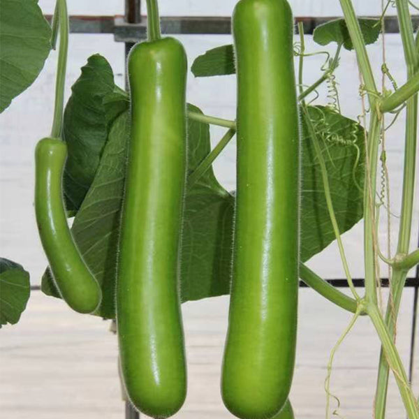 'Zhepu No.6' Bottle Gourd Seeds, 10g
