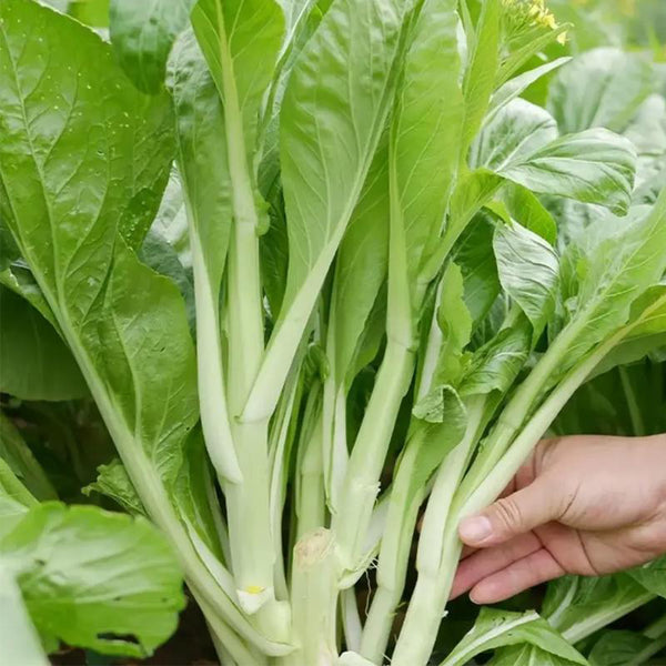 Xueying F1 Choy Sum Seeds, 10g