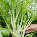 Xueying F1 Choy Sum Seeds, 10g