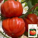 Classic Beefsteak Tomato,  10 Seeds
