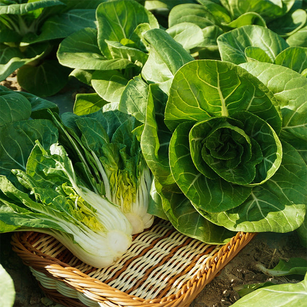 'Hefeng' Dwarf Bok Choy Seeds, 10g