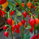 Fruit-flavored Lantern Pepper Seeds, 20 Seeds
