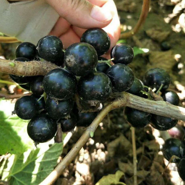Black Currant, 10 Seeds