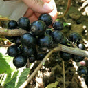 Black Currant, 10 Seeds