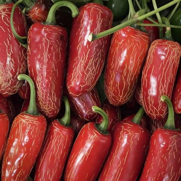 Sausage Pepper Seeds, 0.3g