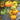 746 Red Belly Tomato, 5 Seeds