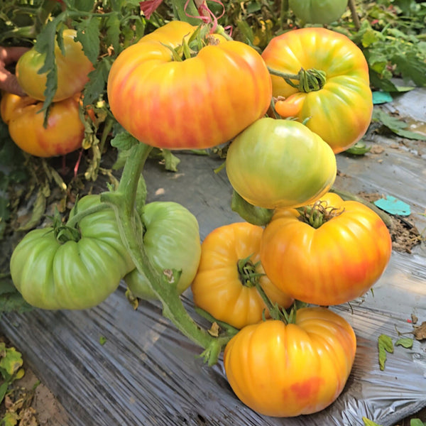 746 Red Belly Tomato, 5 Seeds