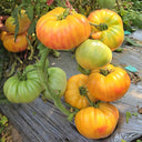 746 Red Belly Tomato, 5 Seeds