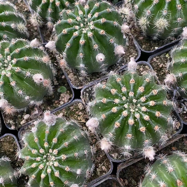 Echinopsis hybrid 'Nongtaojin', 3-4cm