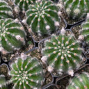 Echinopsis hybrid 'Nongtaojin', 3-4cm