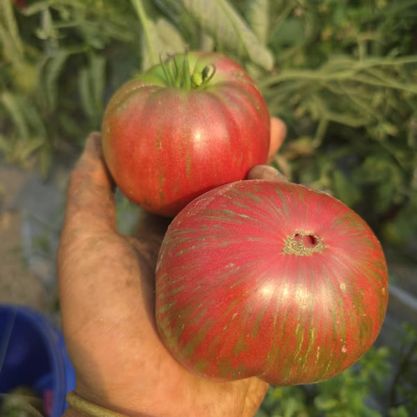 1096 Dwarf The Thong Tomato, 5 Seeds
