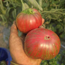 1096 Dwarf The Thong Tomato, 5 Seeds