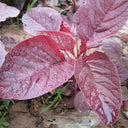 Red Amaranth Seeds, 50g