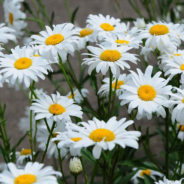 Shasta Daisy, 1g
