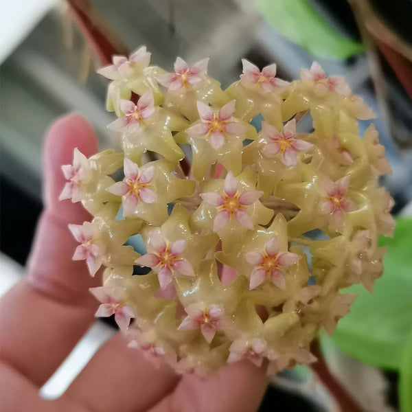 Hoya balaensis, 1 Cutting