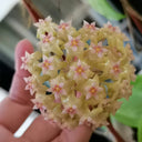 Hoya balaensis, 1 Cutting