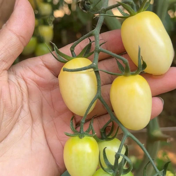 White Jade Cherry Tomato, 100 Seeds