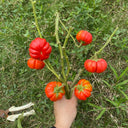 African Red Scarlet Eggplant, 200 Seeds