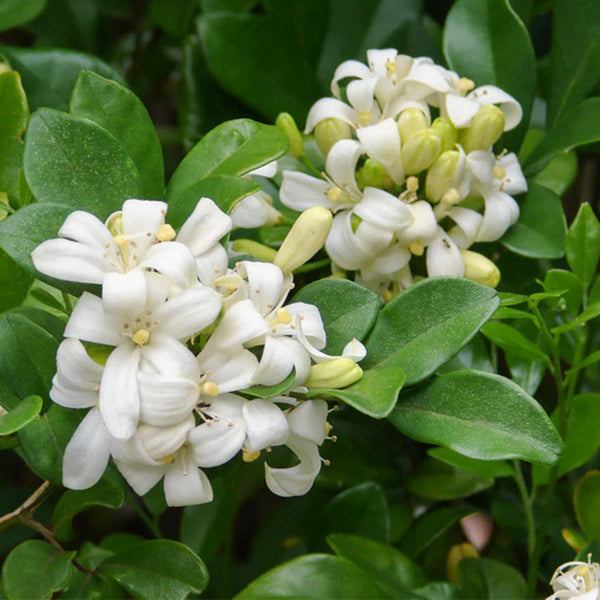 Orange Jasmine Seeds, 100 Seeds