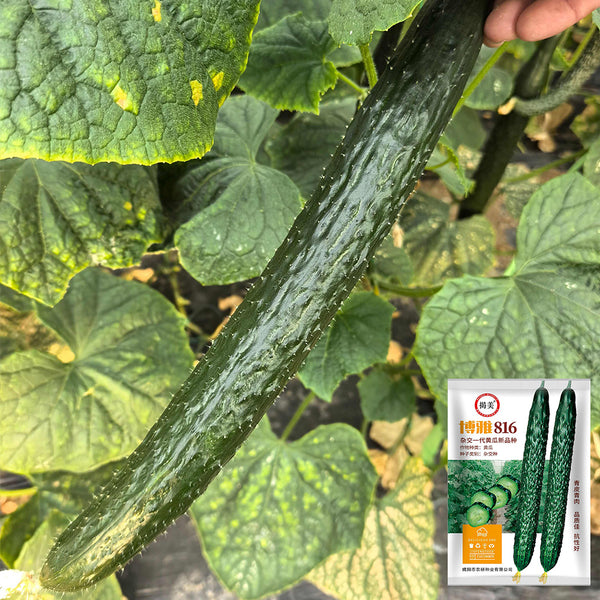 'Boya 816' Cucumber, 50 Seeds