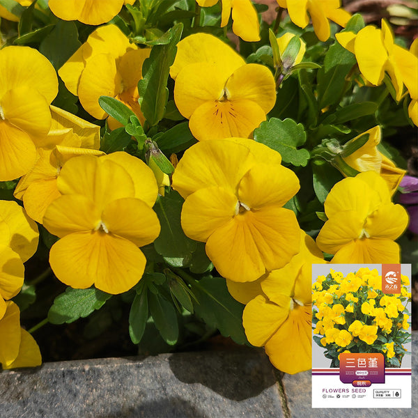 Hezhichun Pansy 'Late Autumn', 30 Seeds