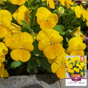 Hezhichun Pansy 'Late Autumn', 30 Seeds