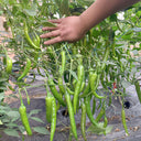 Hangjiao No.1 Pepper Seeds, 100 Seeds