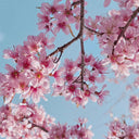 Winter Cherry Seeds, 10g