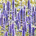 Korean mint (Agastache rugosa) Seeds, 300 Seeds
