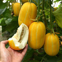 Golden Honey Melon Seeds, ~100 Seeds