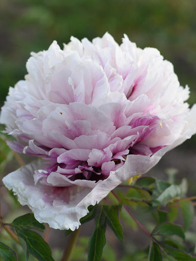 Peony