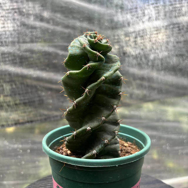 Cereus forbesii 'Spiralis', 13-14cm