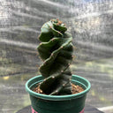 Cereus forbesii 'Spiralis', 13-14cm