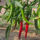 Meiren Chili Pepper Seeds, 50 Seeds